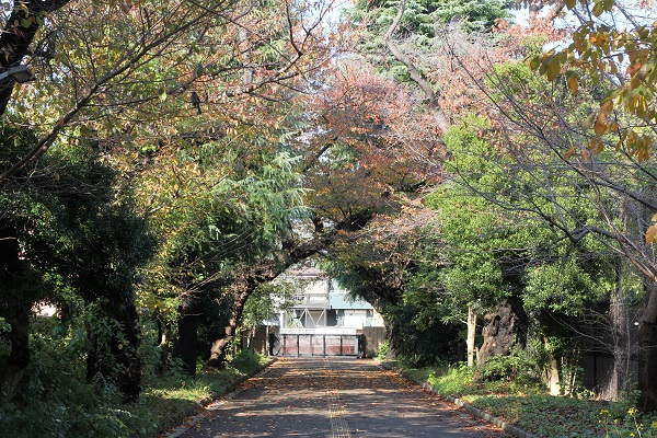 061127　桜並木紅葉 (6).JPG